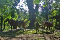 pferde-selva-bananito-lodge-costa-rica