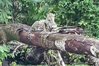Jaguar_Lirio-Lodge_Barra-de-Pacuare_Foto-Micha-18-11-2017