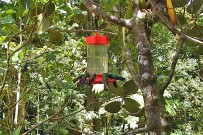 touren-monteverde-micha-cafe-colibri