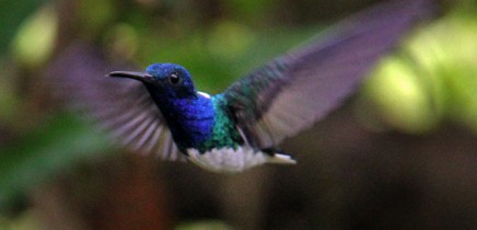 boca-tapada-kolibri