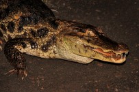 laguna-del-lagarto-kaiman