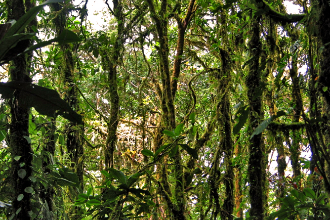 Monteverde – Dschungel