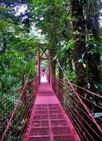 monteverde-urwald