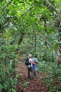 Selva Bananito Urwald Exkursion
