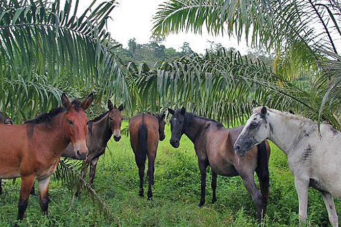 Selva Bananito Pferde
