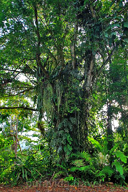 Selva Bananito Lodge Dschungel