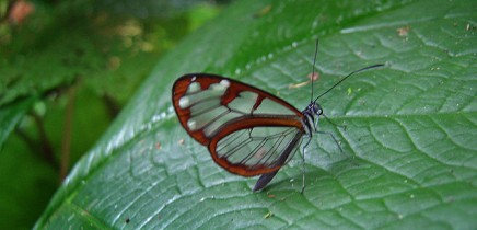 Albergue-Pozo-Verde-Natur-seltene-Schmetterlingsart