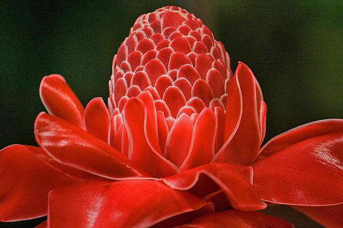 Pedacito de Cielo – “Rote Fackel” Ingwerblüte