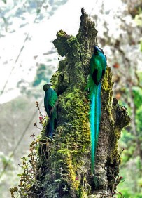 Quetzal_Monteverde-Cloud-Forest-Lodge