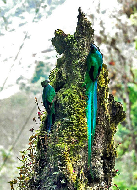 Monteverde Cloud Forest Lodge Quetzale