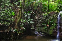 Samasati-Jungle-Pool