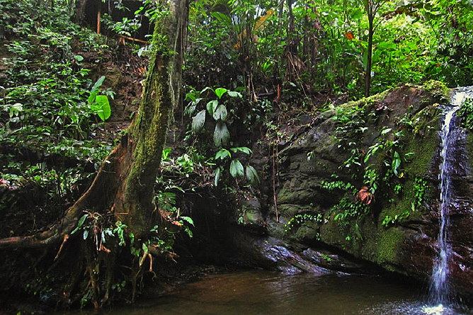 Samasati: Jungle-Pool