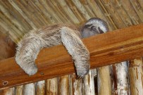 Samasati-Threetoe-sloth-at-Reception