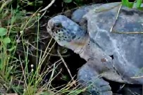Tortuguero-Schildkroete