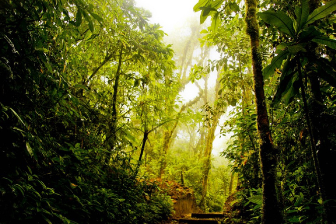 Monteverde Cloud Forest Lodge Wanderweg