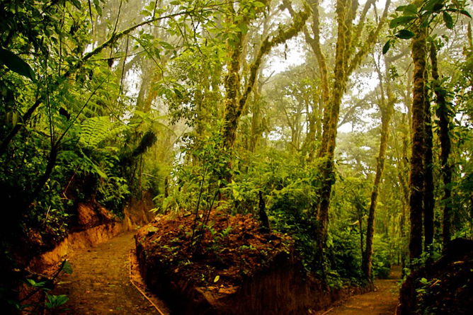 Monteverde Cloud Forest Lodge Wanderweg