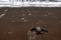 junge-Meeresschildkröte--in-Tortuguero