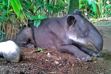 la-leona-lodge-tapir