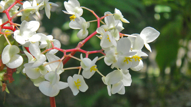 In Bio Parque Costa Rica – Blüten