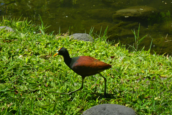 In Bio Parque Costa Rica – Vogel