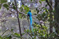 quetzal-san-gerardo-de-dota-costa-rica-puravida-travel