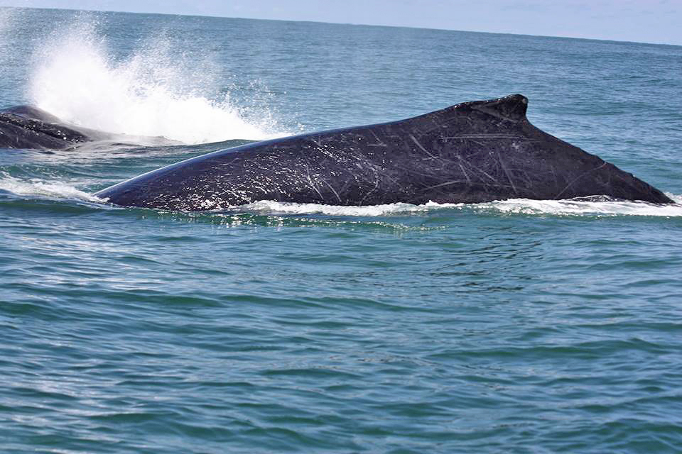Bahia Aventuras – Whale Watching