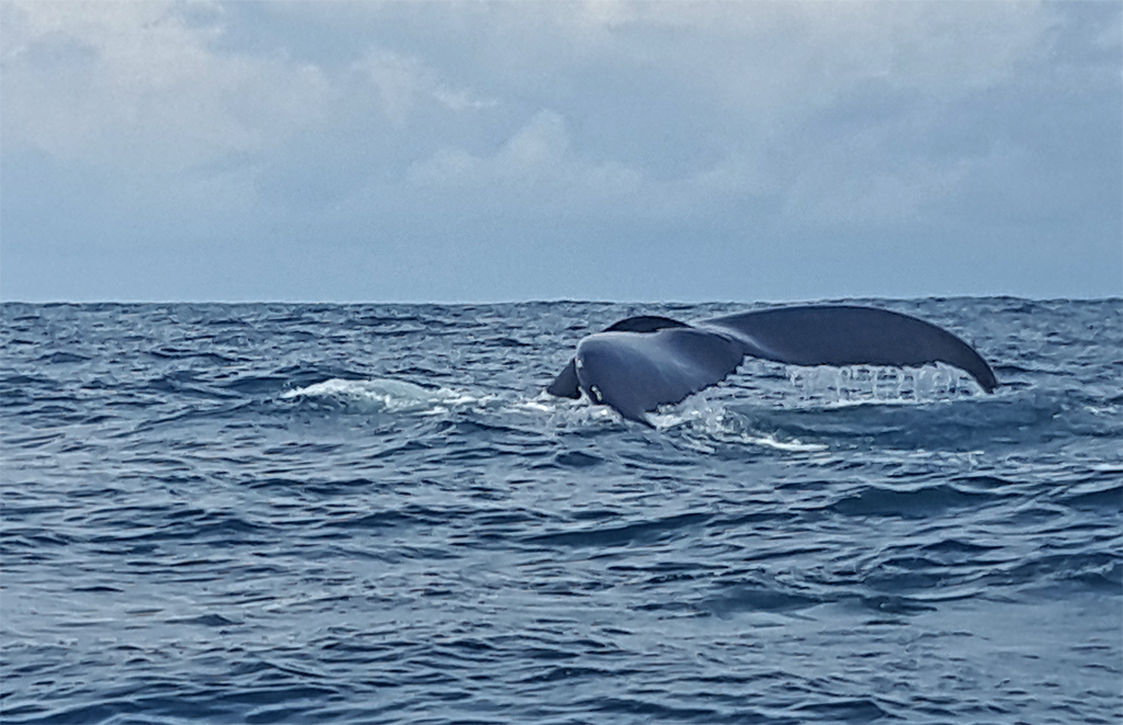 Bahia Aventuras – Walbeobachtung im Pazifik
