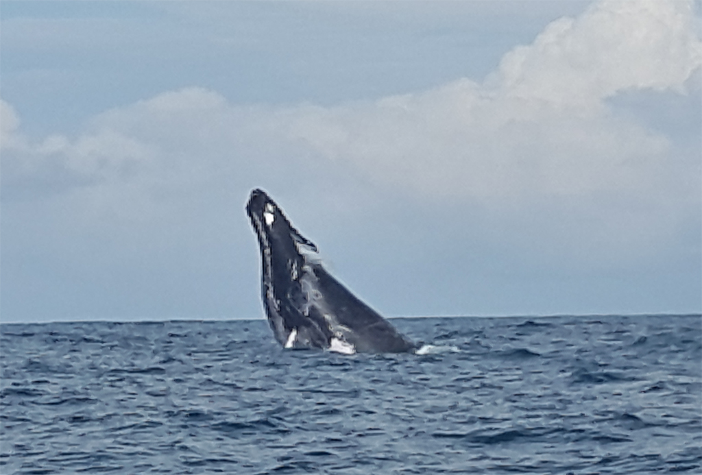 Bahia Aventuras – Walbeobachtung in Costa Rica