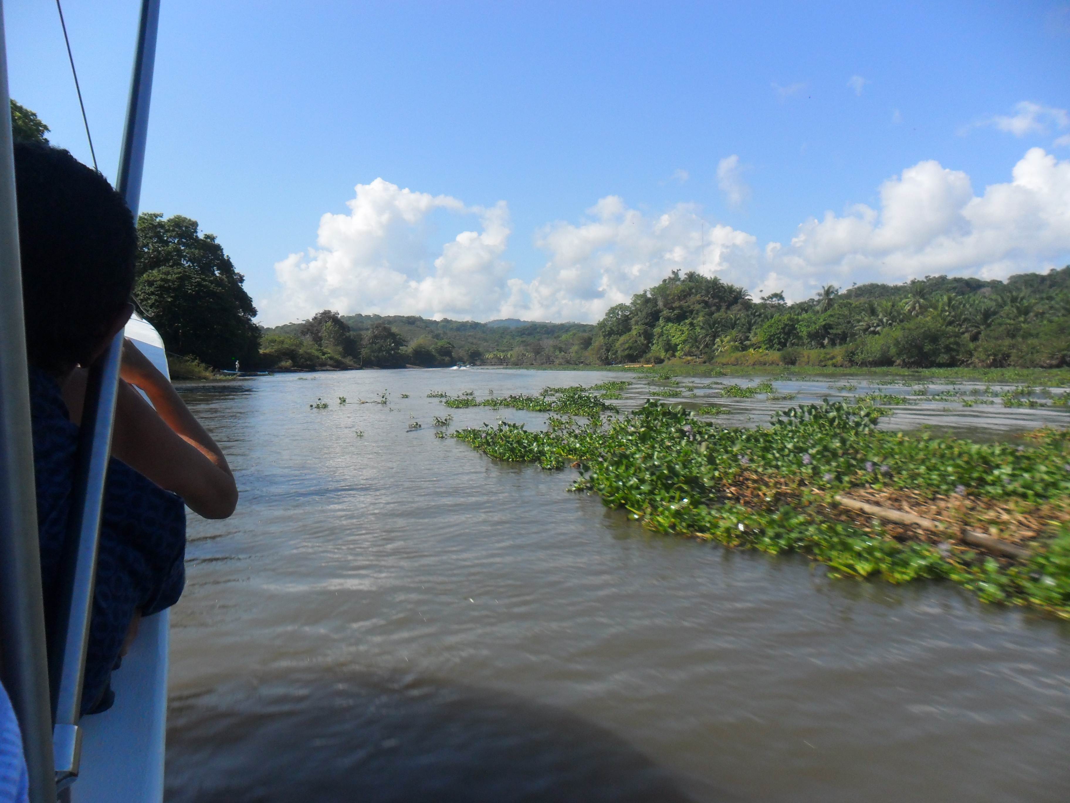 Mangroven Tour – am Río Sierpe