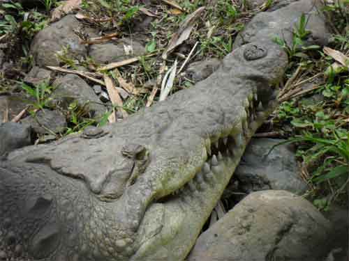 Zoo Ave – Krokodil