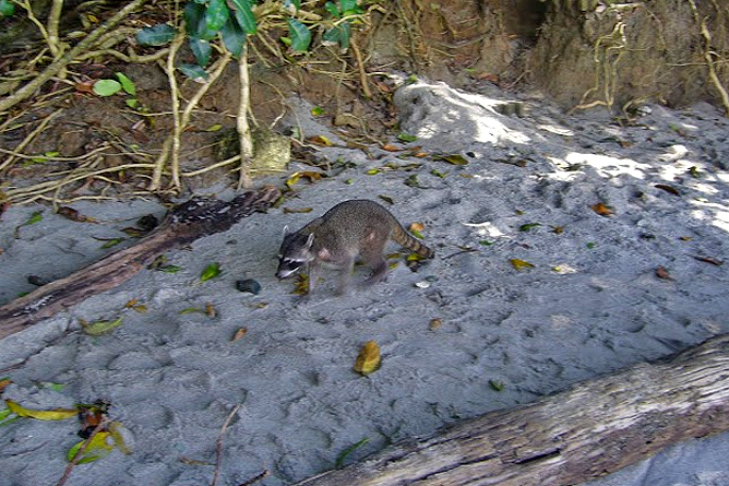 Nationalpark Manuel Antonio Costa Rica – Waschbär
