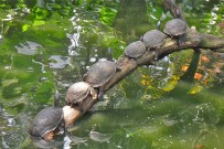 Familien-Rundreise-Fluss-Schildkröten