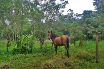 selva-bananito-lodge-pferd