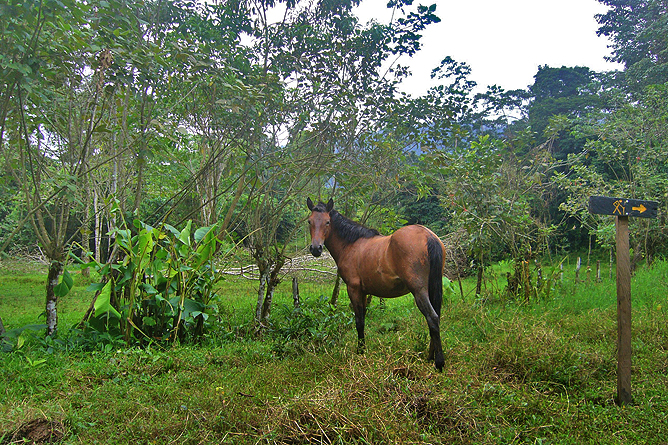 Selva Bananito Lodge – Pferd