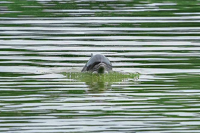 Lirio Lodge – Delfin besucht Flusslandschaft