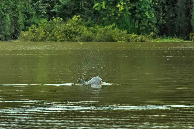Lirio Lodge Delfin besucht Pacuare Flusslandschaft