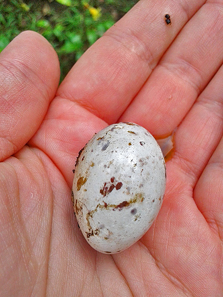 Lirio Lodge Reservat Eier des Montezumavogels