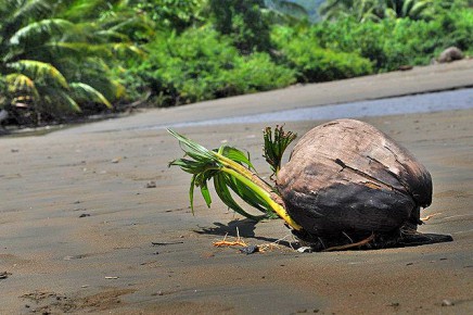 Kokosnuss-austreibend-Strand-costa-rica