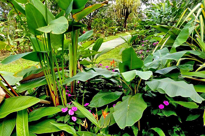 Catarata Río Celeste – Garten, tropische Pflanzen