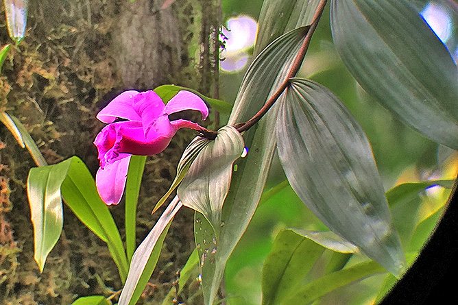 Isla Violín – Orchidee