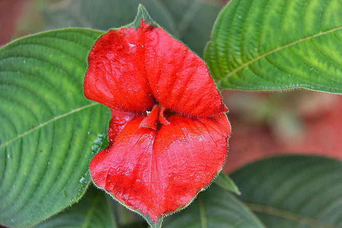 Isla Violín – Hot Kiss-Blume, Kussmundpflanze