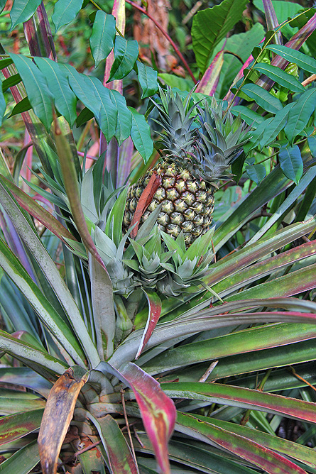 Isla Violín – Garten, Ananas