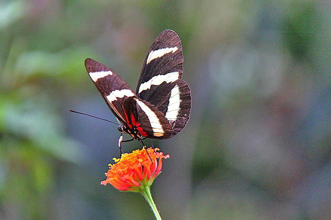 Isla Violín – Schmetterling