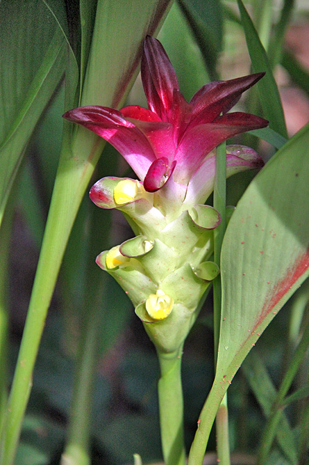 Isla Violín – tropische Blume