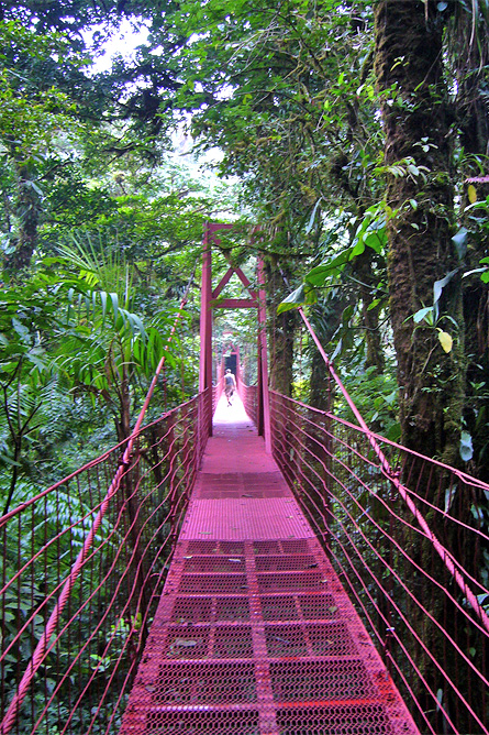 Monteverde Nebelwald – Hängebrücken
