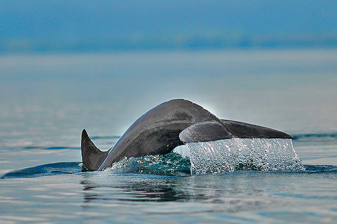Nicuesa Wale und Delfine im Golfo Dulce