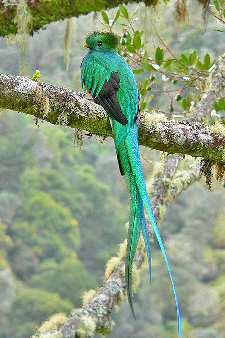 Savegre Lodge – Vogelbeobachtung Quetzal