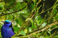 El-Bosque_Vogelbeobachtung