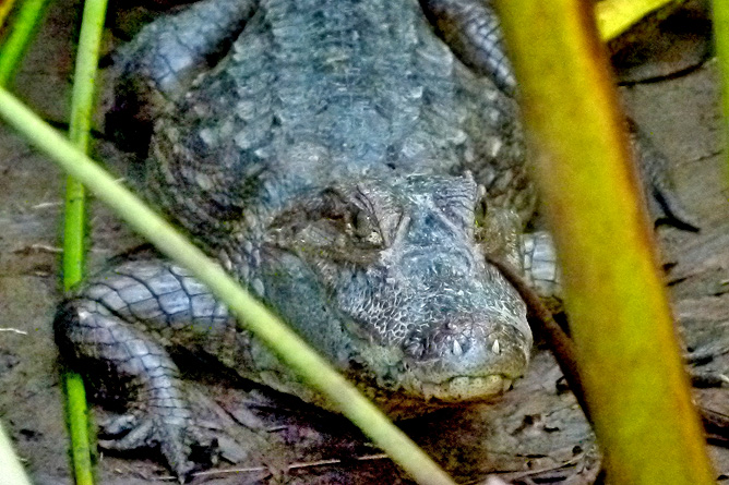 Krokodile Sierpe Mangroventour