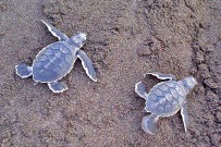 Meeresschildkröten_Grüne-Schildkröte_Babies_2_Foto-Micha-23-10-2017